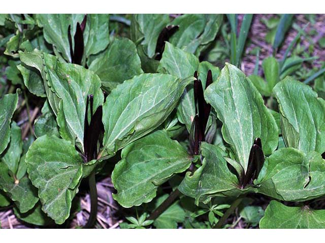 Trillium angustipetalum (Narrowpetal wakerobin) #75612