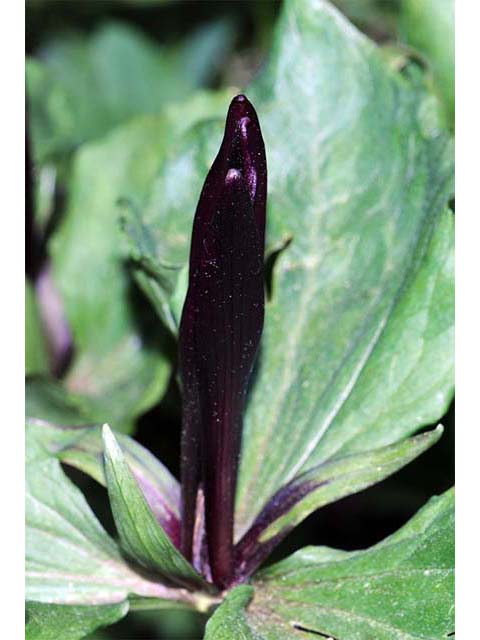 Trillium angustipetalum (Narrowpetal wakerobin) #75613