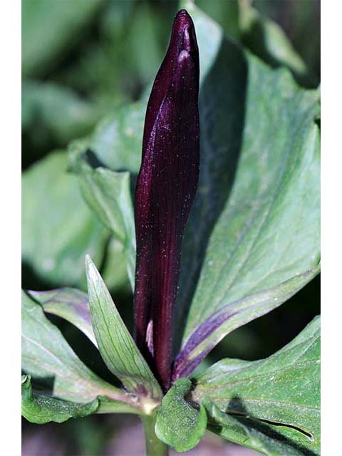 Trillium angustipetalum (Narrowpetal wakerobin) #75614