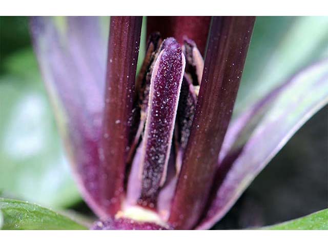 Trillium angustipetalum (Narrowpetal wakerobin) #75616