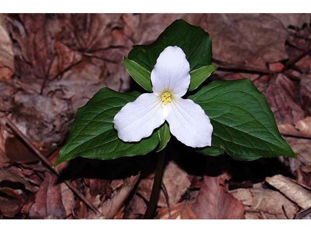 Trillium grandiflorum (White wake-robin) #75641