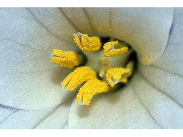 Trillium grandiflorum (White wake-robin) #75662