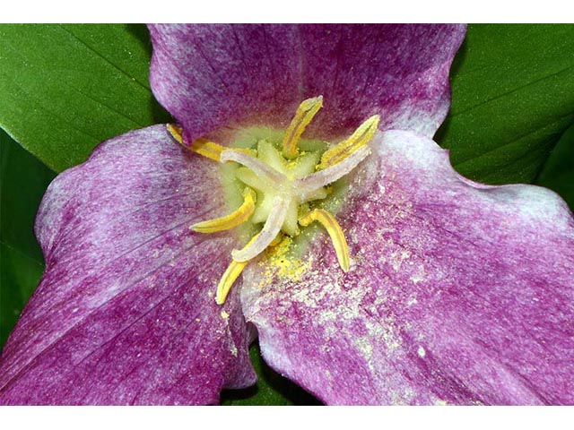 Trillium grandiflorum (White wake-robin) #75673