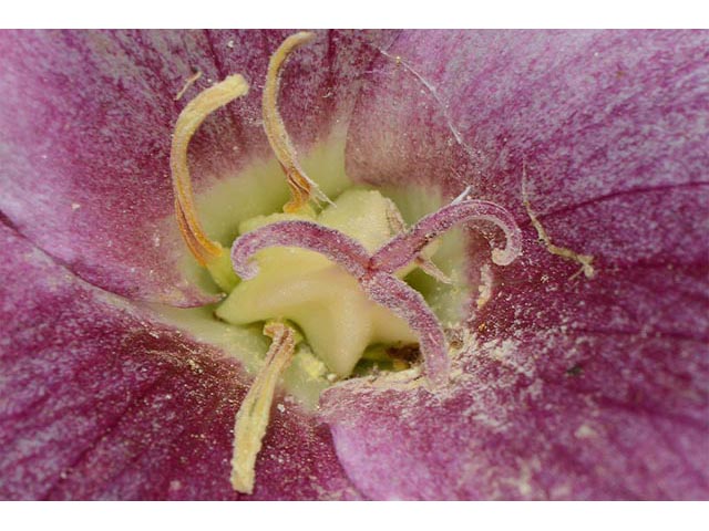 Trillium grandiflorum (White wake-robin) #75675