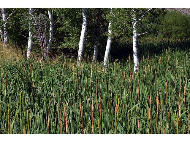 Typha latifolia (Broadleaf cattail) #75693