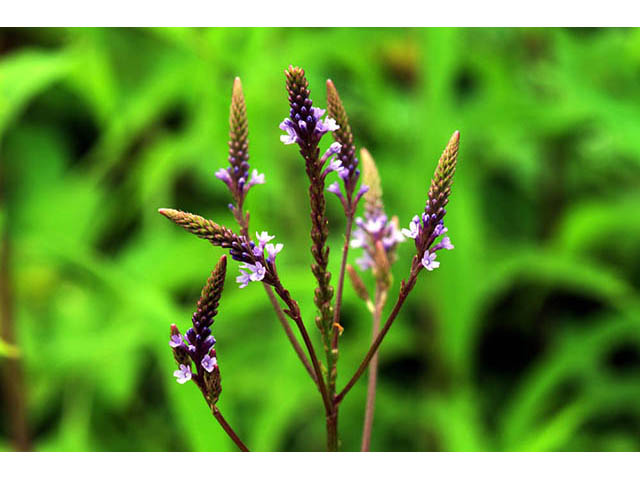 Verbena hastata (Swamp verbena) #75736