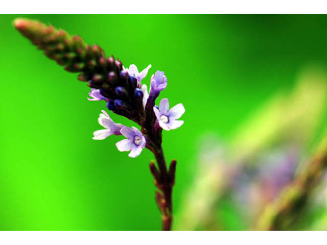 Verbena hastata (Swamp verbena) #75738