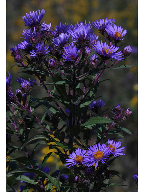 Symphyotrichum novae-angliae (New england aster) #75863