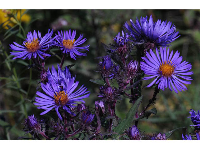 Symphyotrichum novae-angliae (New england aster) #75868