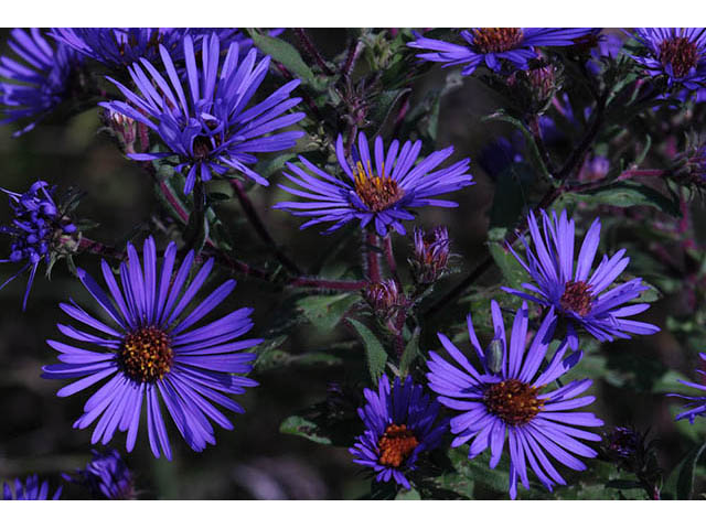 Symphyotrichum novae-angliae (New england aster) #75874