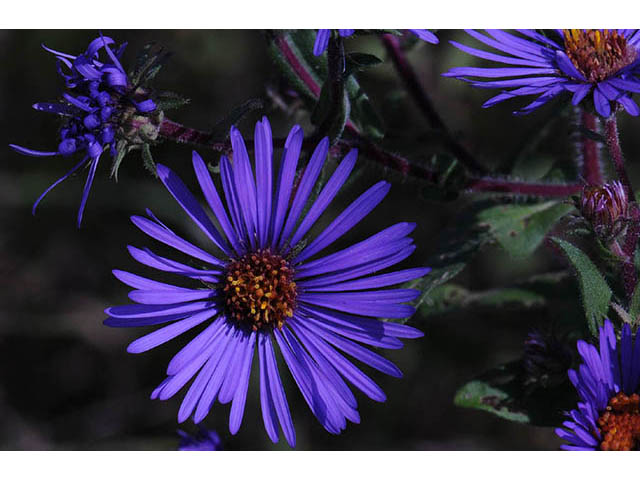 Symphyotrichum novae-angliae (New england aster) #75875