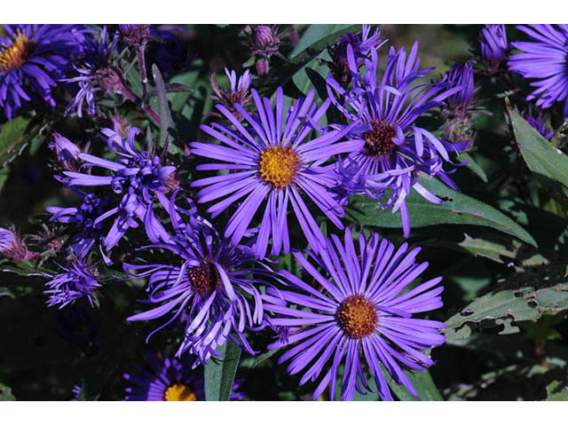 Symphyotrichum novae-angliae (New england aster) #75876