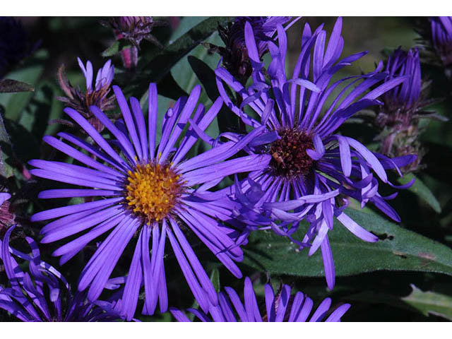 Symphyotrichum novae-angliae (New england aster) #75878