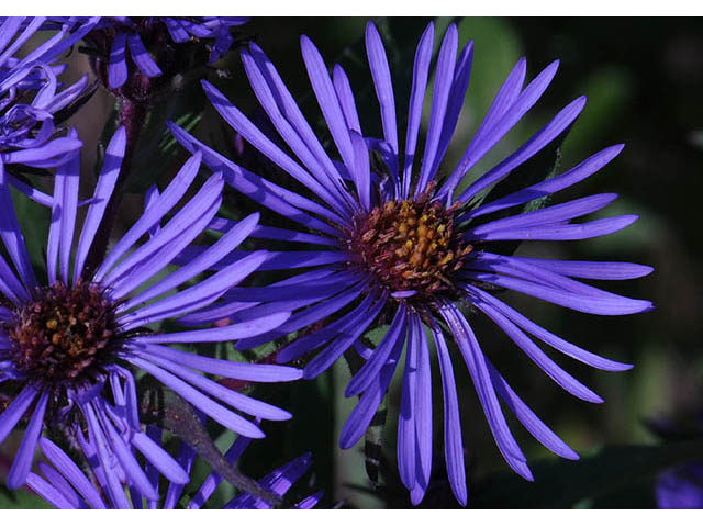 Symphyotrichum novae-angliae (New england aster) #75880