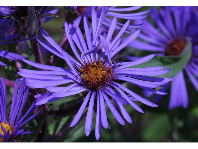 Symphyotrichum novae-angliae (New england aster) #75882