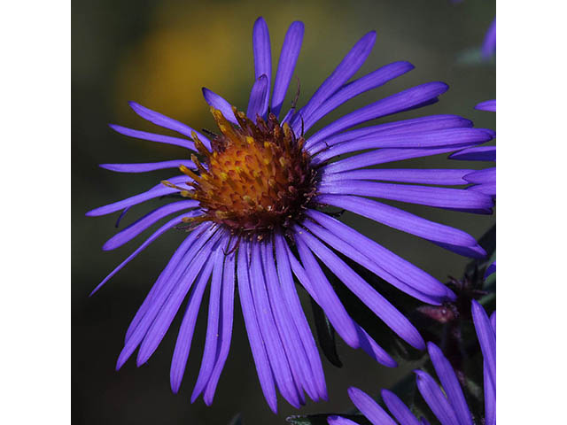 Symphyotrichum novae-angliae (New england aster) #75889