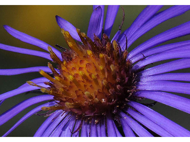 Symphyotrichum novae-angliae (New england aster) #75891