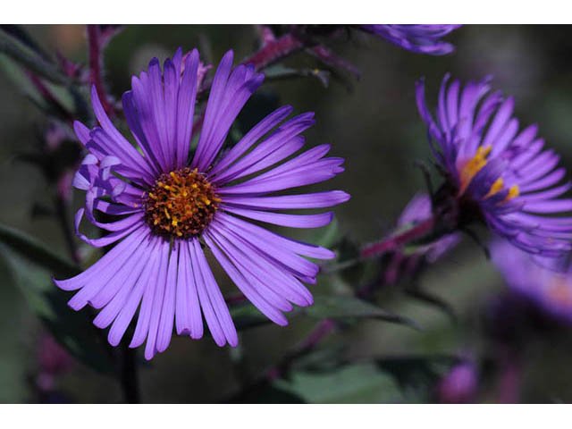 Symphyotrichum novae-angliae (New england aster) #75892