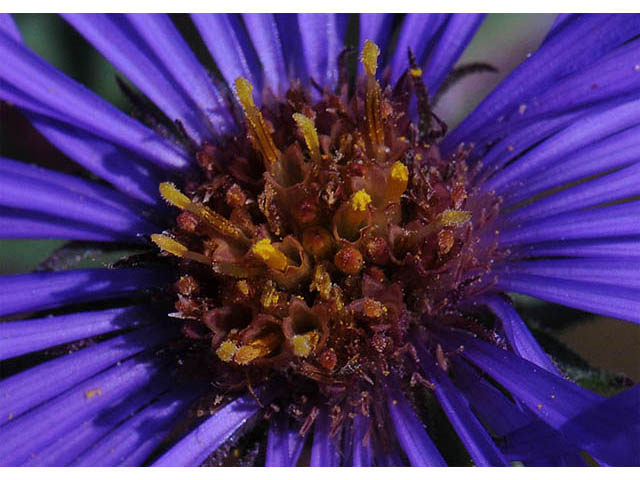 Symphyotrichum novae-angliae (New england aster) #75899