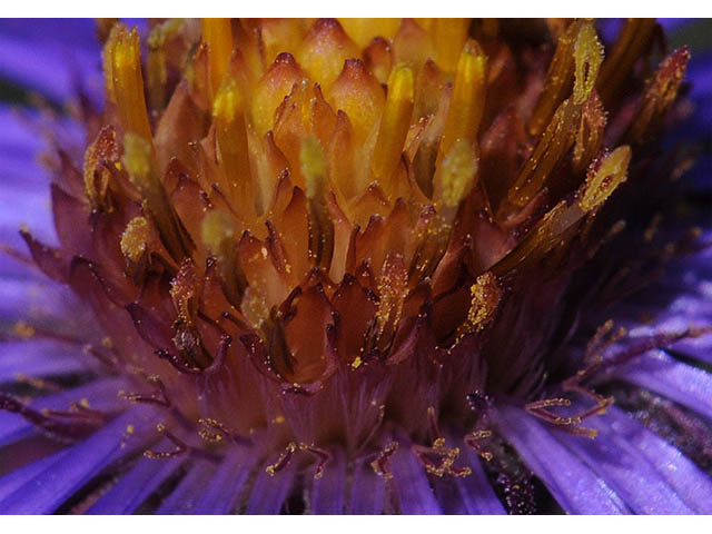 Symphyotrichum novae-angliae (New england aster) #75902