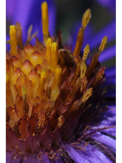 Symphyotrichum novae-angliae (New england aster) #75903