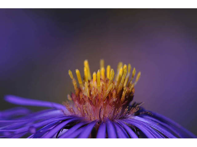 Symphyotrichum novae-angliae (New england aster) #75906