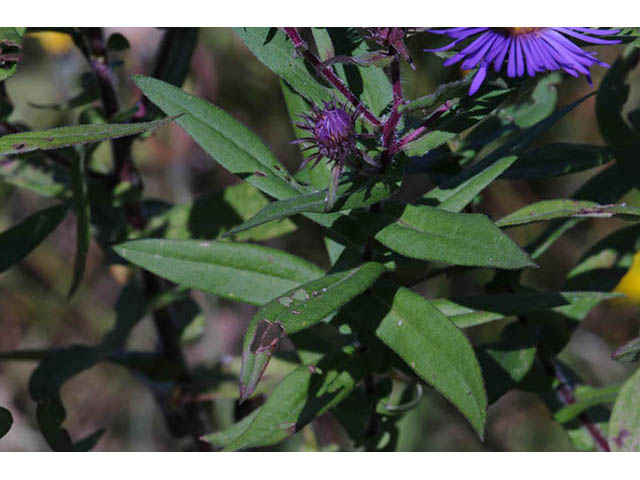 Symphyotrichum novae-angliae (New england aster) #75907