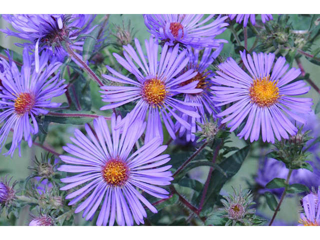 Symphyotrichum novae-angliae (New england aster) #75912