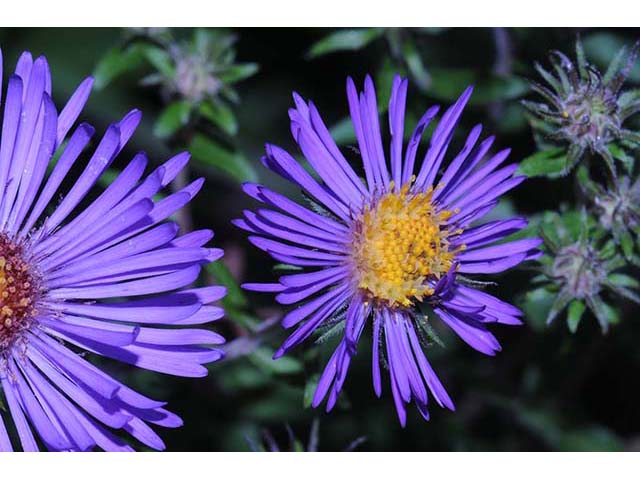 Symphyotrichum novae-angliae (New england aster) #75941