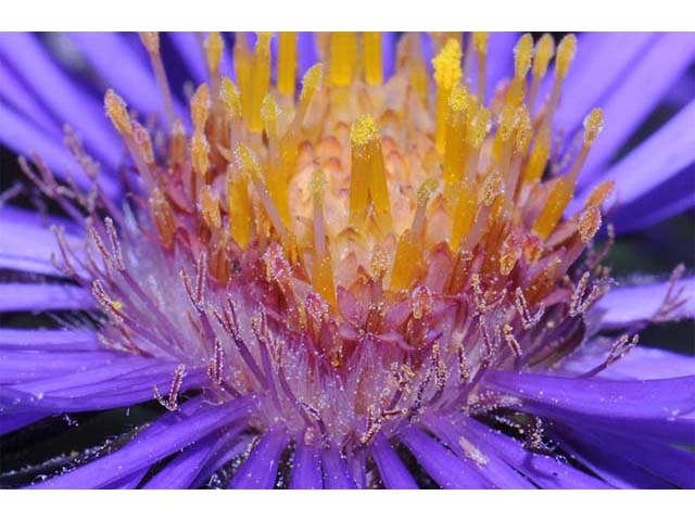 Symphyotrichum novae-angliae (New england aster) #75948