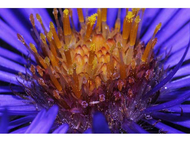 Symphyotrichum novae-angliae (New england aster) #75950