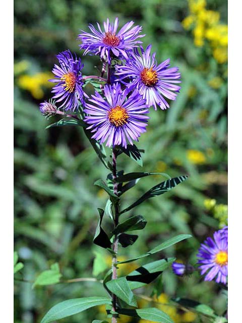 Symphyotrichum novae-angliae (New england aster) #75954