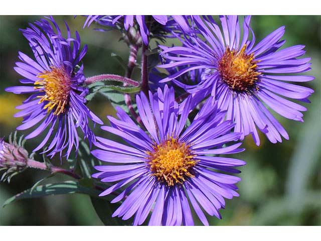 Symphyotrichum novae-angliae (New england aster) #75956