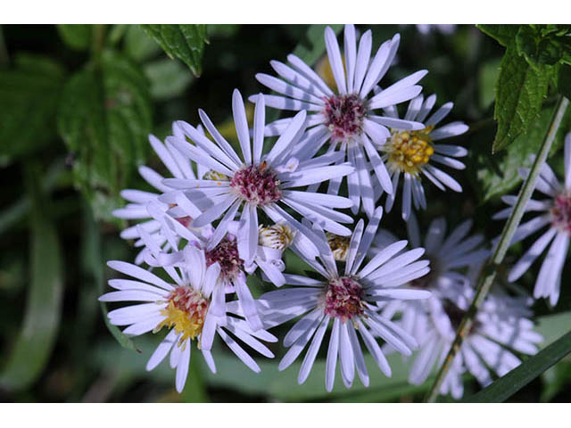 Symphyotrichum pilosum var. pilosum (Hairy white oldfield aster) #75972