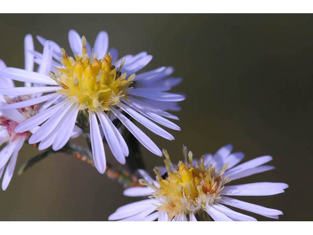 Symphyotrichum pilosum var. pilosum (Hairy white oldfield aster) #75975