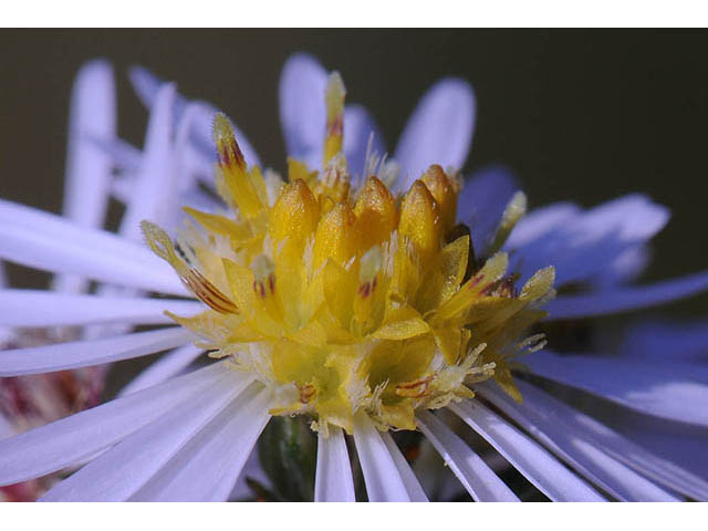 Symphyotrichum pilosum var. pilosum (Hairy white oldfield aster) #75976