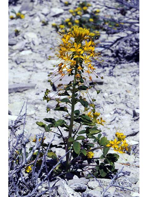 Cleomella hillmanii (Desert stinkweed) #76058