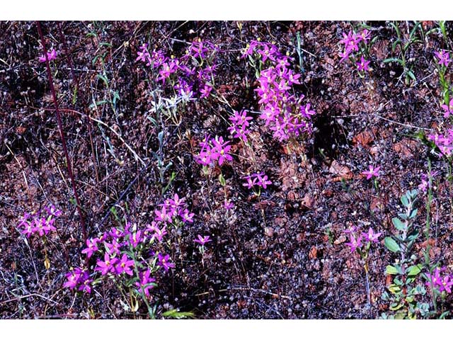 Centaurium venustum ssp. abramsii (Charming centaury) #76114