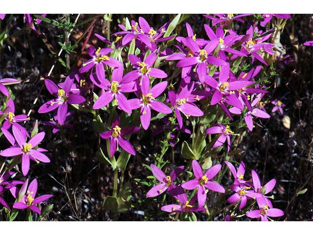 Centaurium venustum ssp. abramsii (Charming centaury) #76115