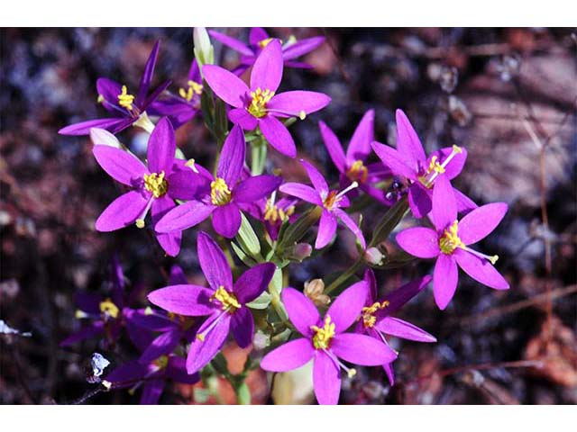 Centaurium venustum ssp. abramsii (Charming centaury) #76116