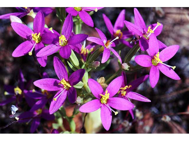 Centaurium venustum ssp. abramsii (Charming centaury) #76117