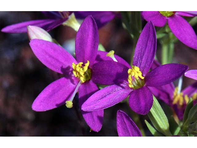 Centaurium venustum ssp. abramsii (Charming centaury) #76118