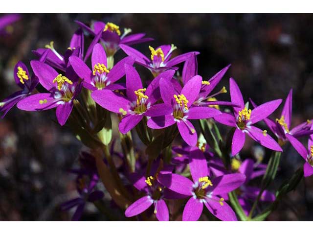 Centaurium venustum ssp. abramsii (Charming centaury) #76120