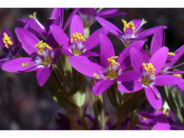 Centaurium venustum ssp. abramsii (Charming centaury) #76121