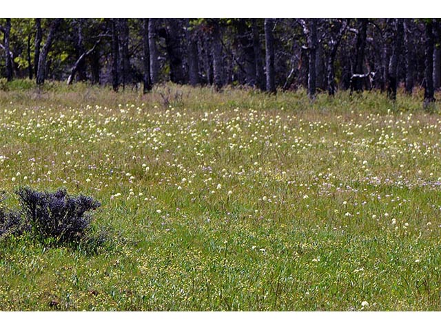 Zigadenus venenosus var. venenosus (Meadow deathcamas) #76193