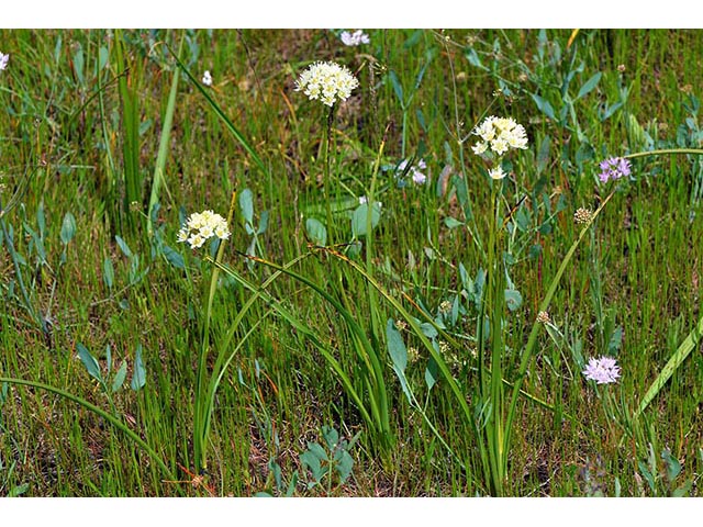 Zigadenus venenosus var. venenosus (Meadow deathcamas) #76199