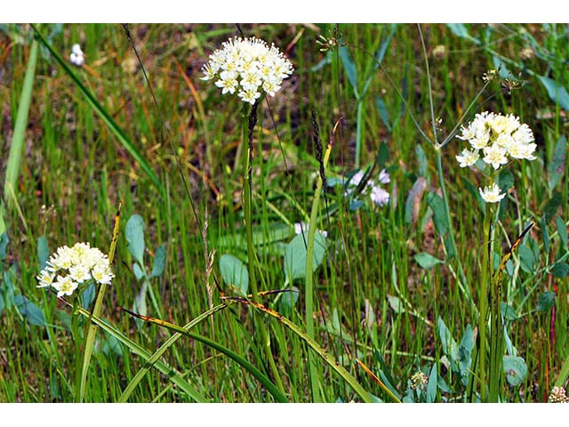 Zigadenus venenosus (Meadow death camas) #76227