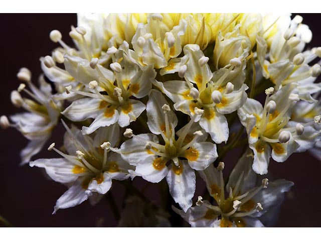 Zigadenus venenosus (Meadow death camas) #76231