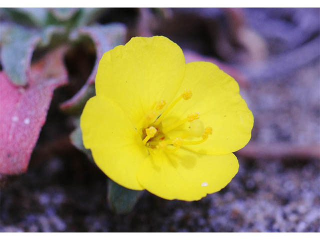 Camissonia cheiranthifolia (Beach suncup) #76253