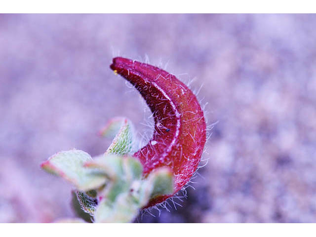 Camissonia cheiranthifolia (Beach suncup) #76255